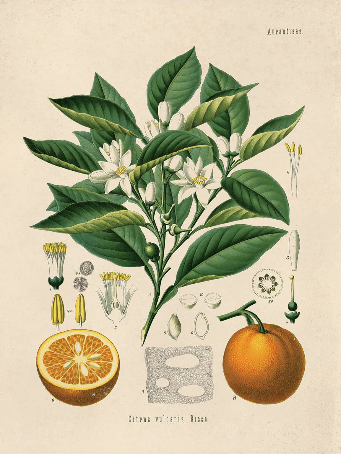 The Use of Scientific Illustrations as Home Decor