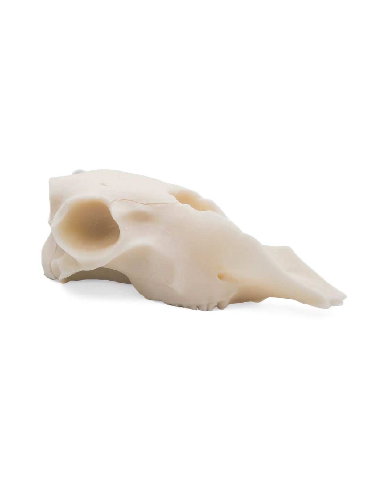 The Ram Skull Pillar Candle by A Pleasant Thought is a white soy wax candle handcrafted in Canada, featuring detailed eye sockets and an elongated snout, and is displayed against a plain white background.