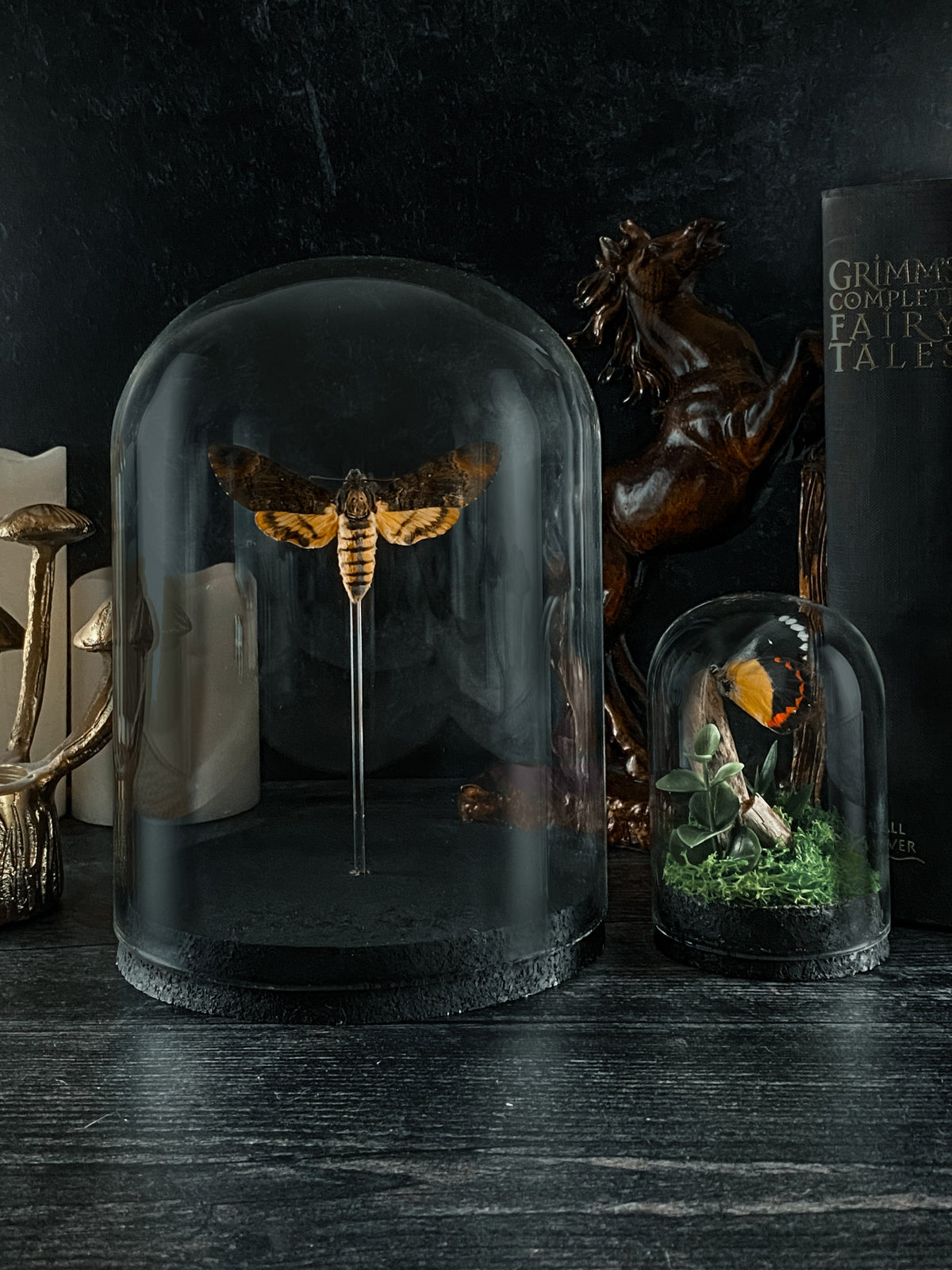 Curated Studio Specimen Jar Death's Head Moth Bell Jar