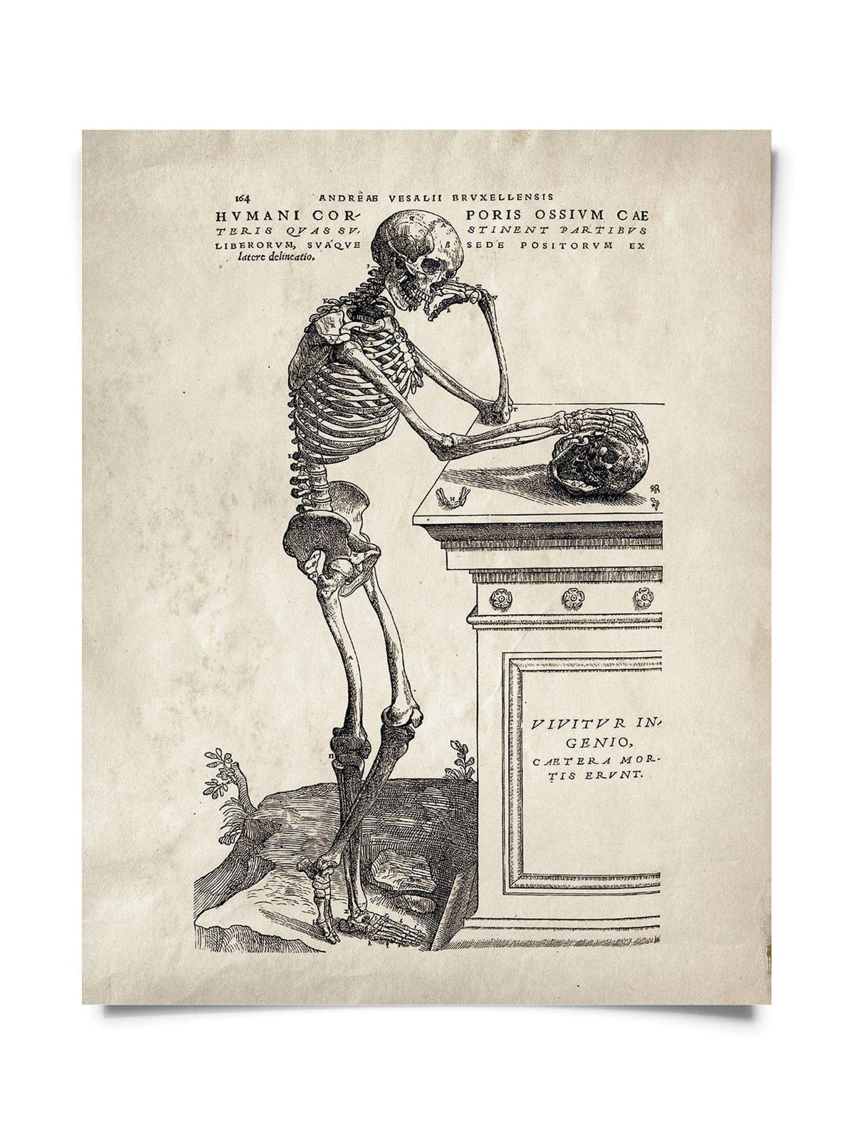 The Vintage Anatomy Skeleton Leaning Print (10 x 8) by Curious Prints features a detailed skeleton in a thoughtful pose, ideal for collectors of vintage art or anyone seeking unique human anatomy décor.