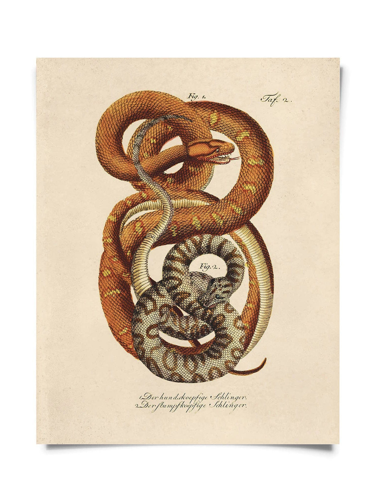 Curious Prints’ Vintage French Snake No.1 Print (10 x 8) features two entwined snakes—one reddish-brown, one brown and white—on a beige backdrop with vintage German labels and handwritten text, perfect for collectors.