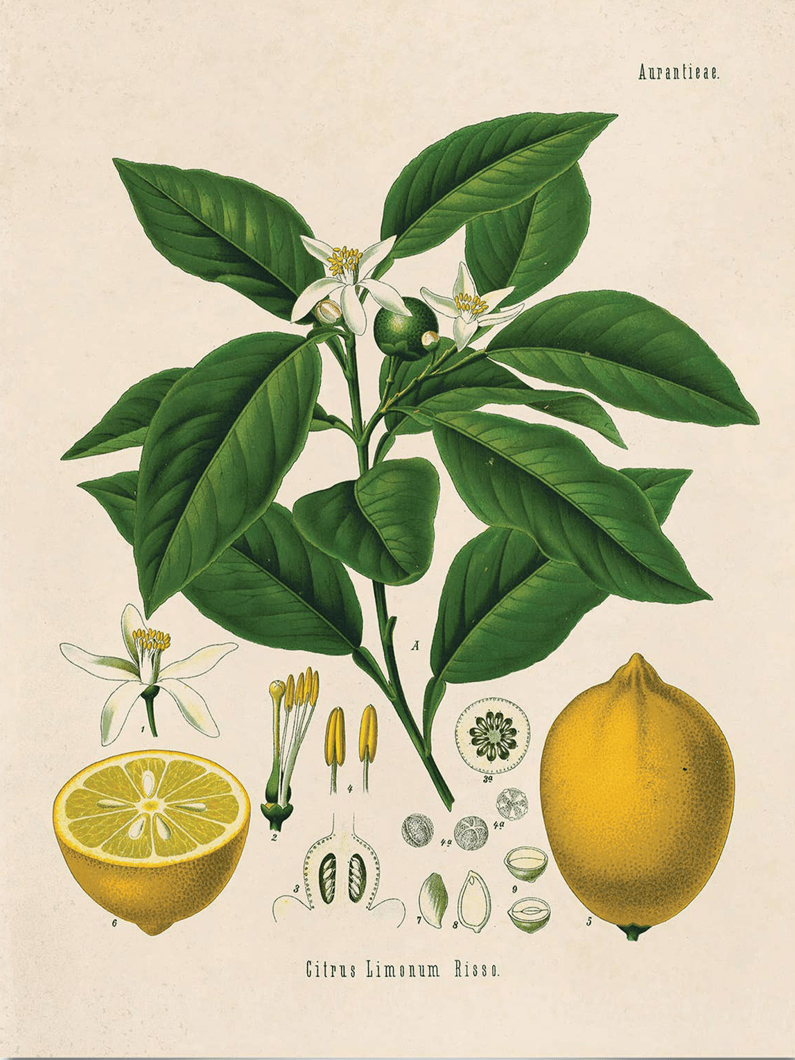 Curious Prints’ Vintage Botanical Citrus Lemon Art Print (14 x 11) features a detailed illustration of a lemon plant with leaves, flowers, whole and cut lemons, labeled “Citrus Limonum Risso” and “Auranthea.”.