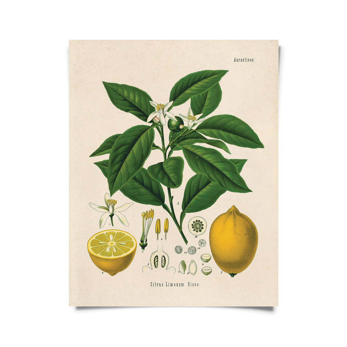 The Vintage Botanical Citrus Lemon Art Print by Curious Prints (14 x 11) features detailed lemon plant artwork with labeled leaves, flowers, and fruit on a cream background—ideal for archival-quality prints.