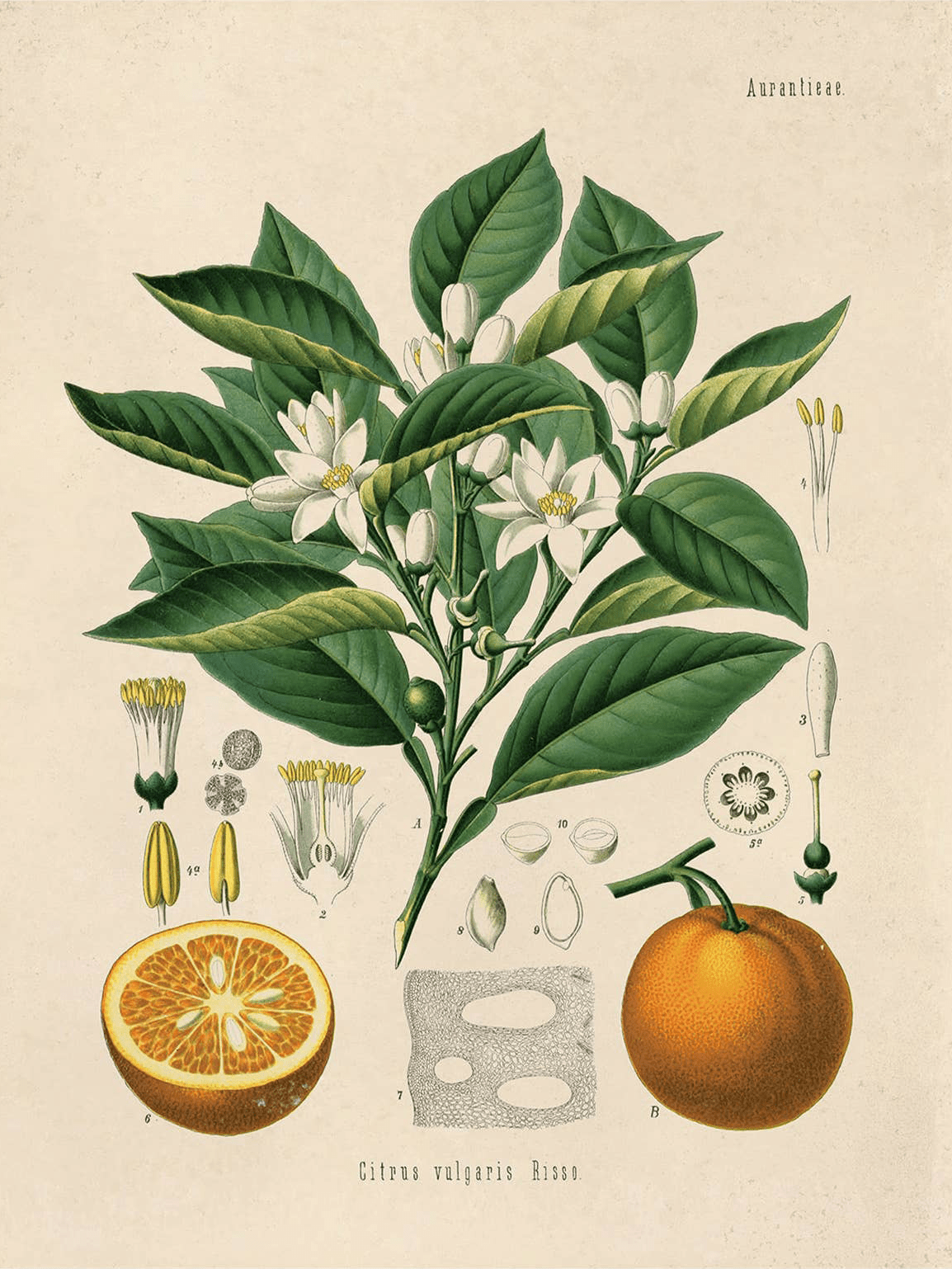Curious Prints Giclee Print 11x14 (Unframed) Vintage Botanical Citrus Orange Print