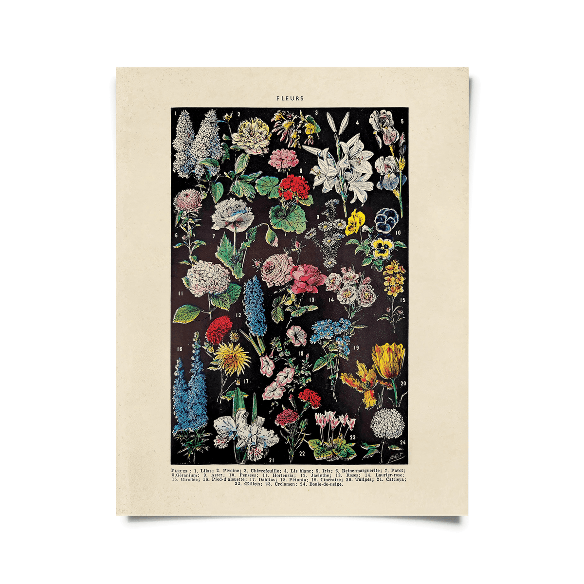 Curious Prints Giclee Print 11x14" (Unframed) Vintage Botanical Fleurs Flower Print