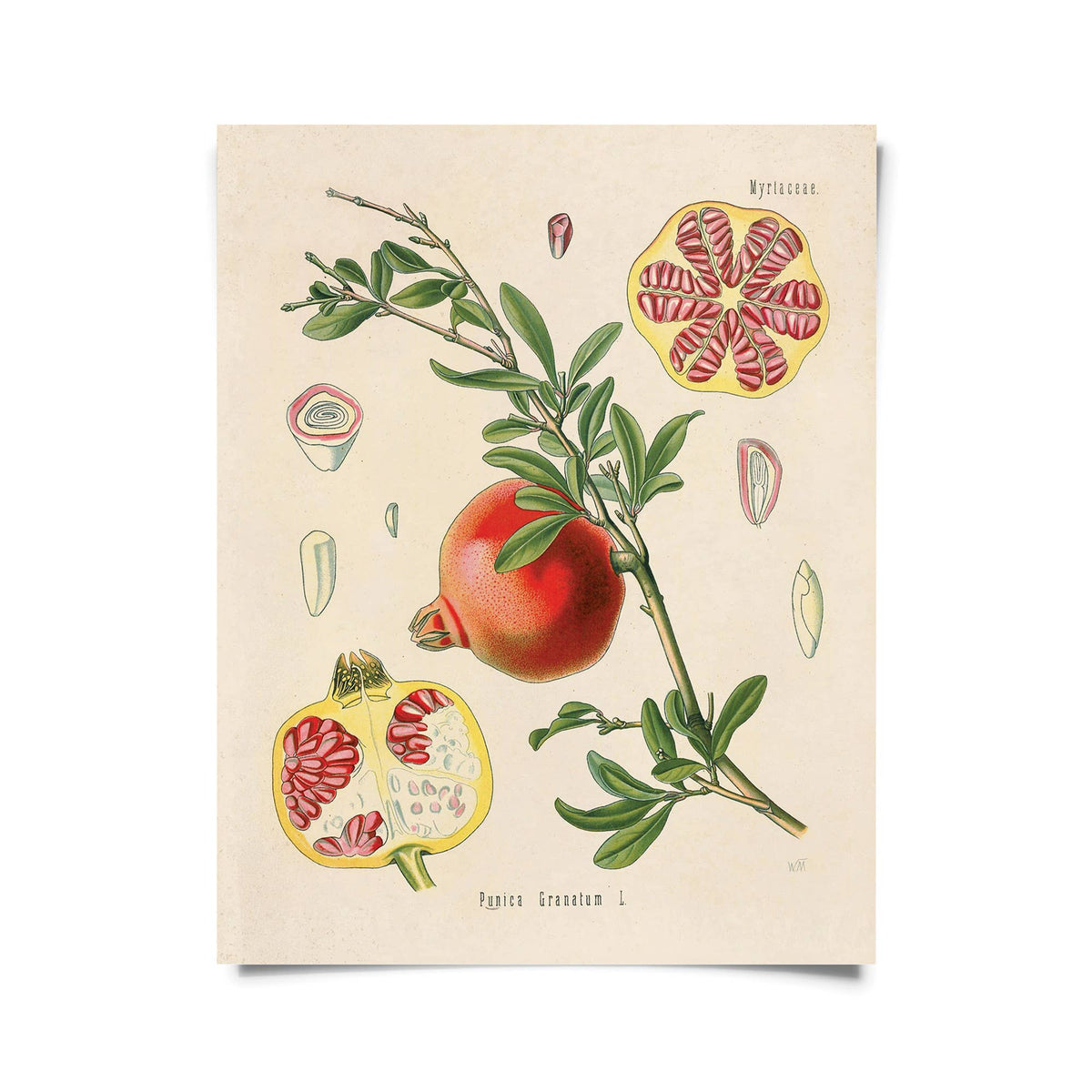Curious Prints’ Vintage Botanical Pomegranate Fruit Print (14 x 11) features a classic illustration of a pomegranate branch, whole red fruit, detailed cross-sections, and green leaves on an archival cream background.