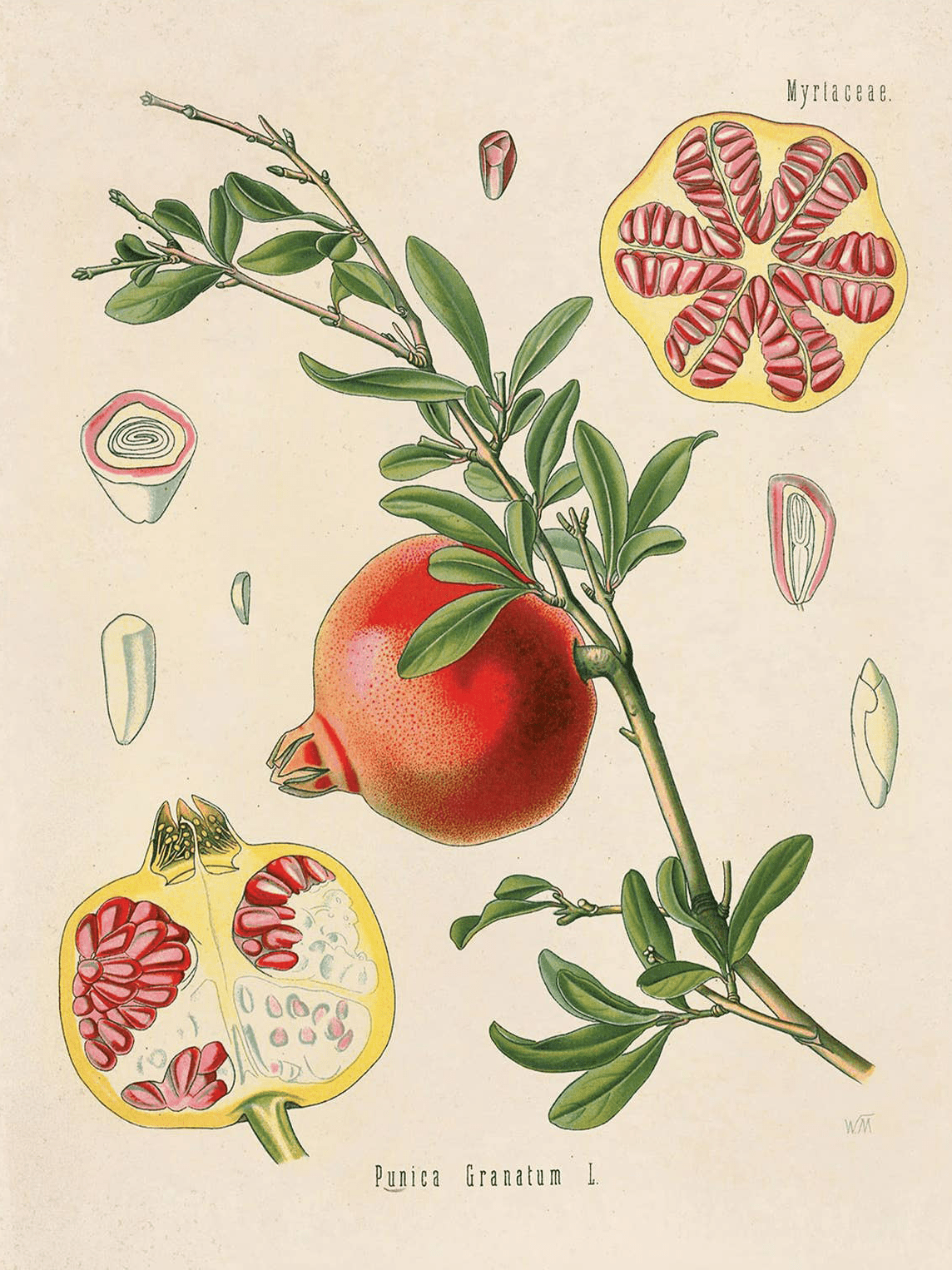 Curious Prints Vintage Botanical Pomegranate Fruit Print (14 x 11) features a detailed illustration of Punica Granatum L., with leaves, whole fruit, cross-sections, and labeled as Myrtaceae/medicinal plant in vintage style on archival paper.