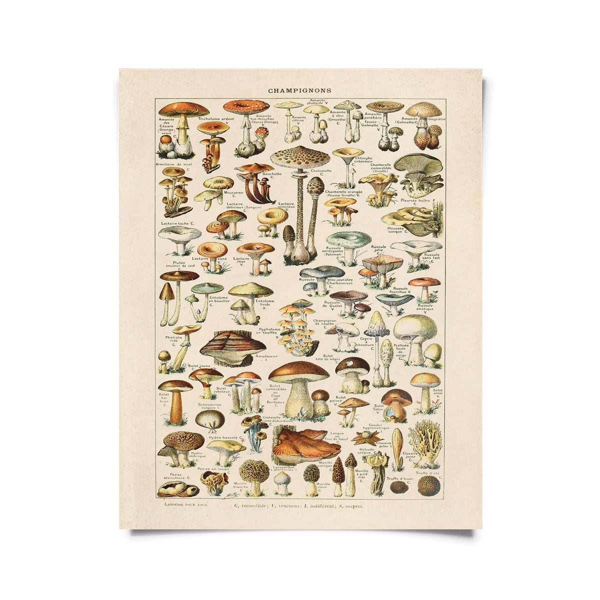 The Curious Prints Vintage French Champignons Mushroom Print (14 x 11) features detailed scientific illustrations of diverse mushrooms, artfully arranged on archival cream-toned paper for a classic look.