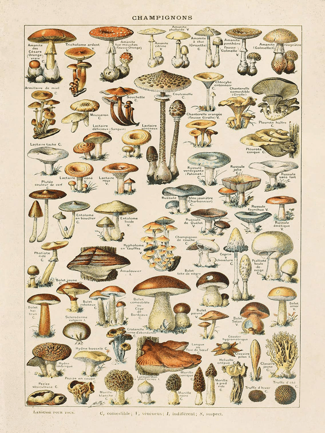The Curious Prints Vintage French Champignons Mushroom Print (14 x 11) features Adolphe Millots botanical illustrations of assorted mushrooms, each labeled with its scientific name and arranged neatly on a cream background.