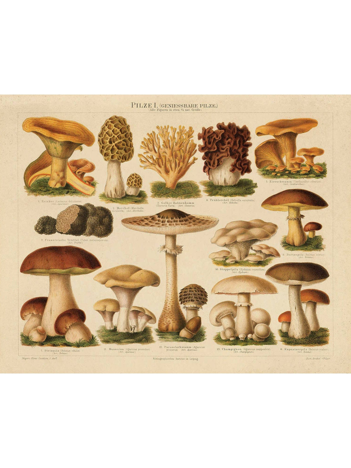 The Curious Prints Vintage German Pilze No.1 Mushroom Print (11 x 14) features colorful illustrations of edible mushrooms with scientific names, all neatly arranged on a cream background in a vintage encyclopedia style.