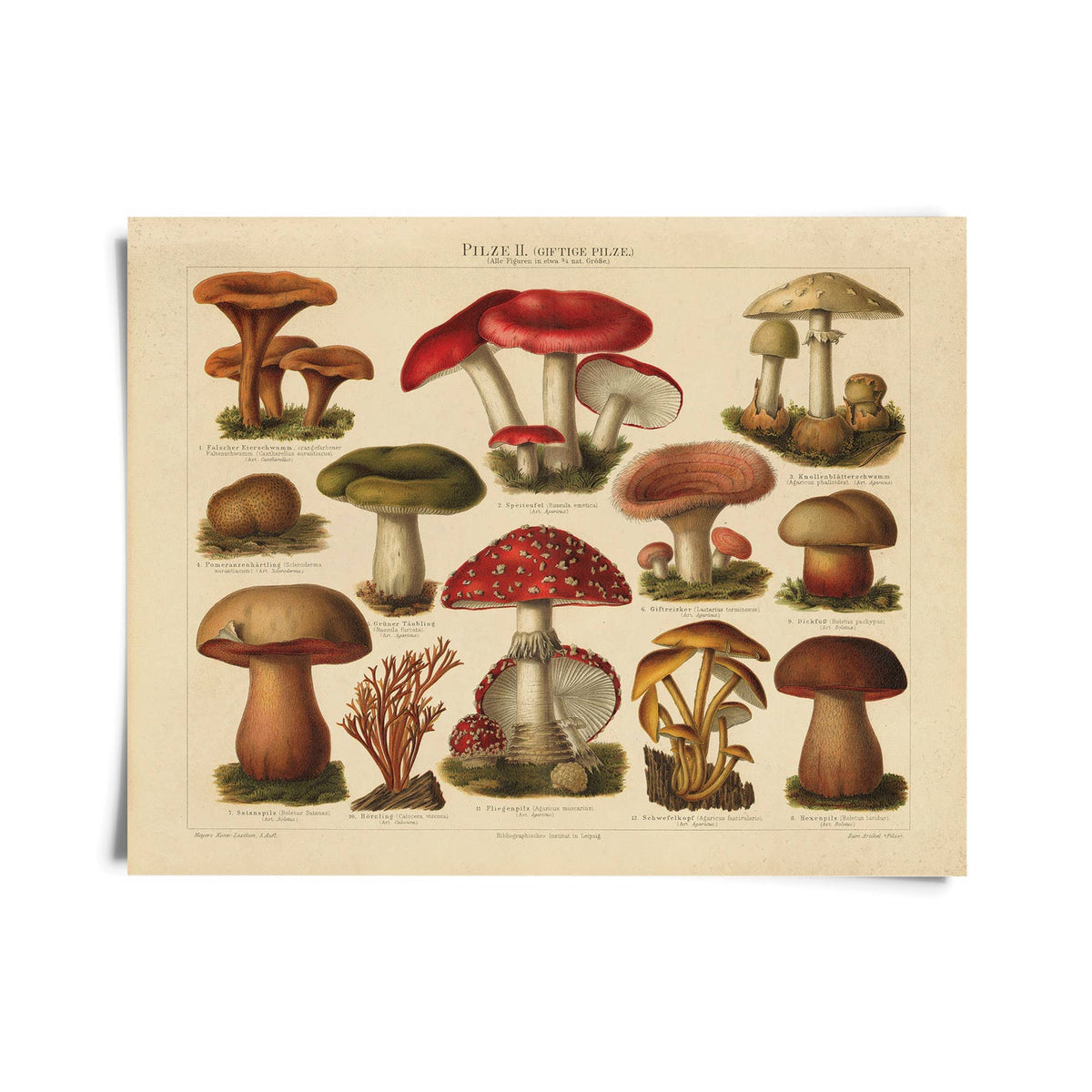 Curious Prints Giclee Print 11x14" (Unframed) Vintage German Pilze No.2 Mushroom Print