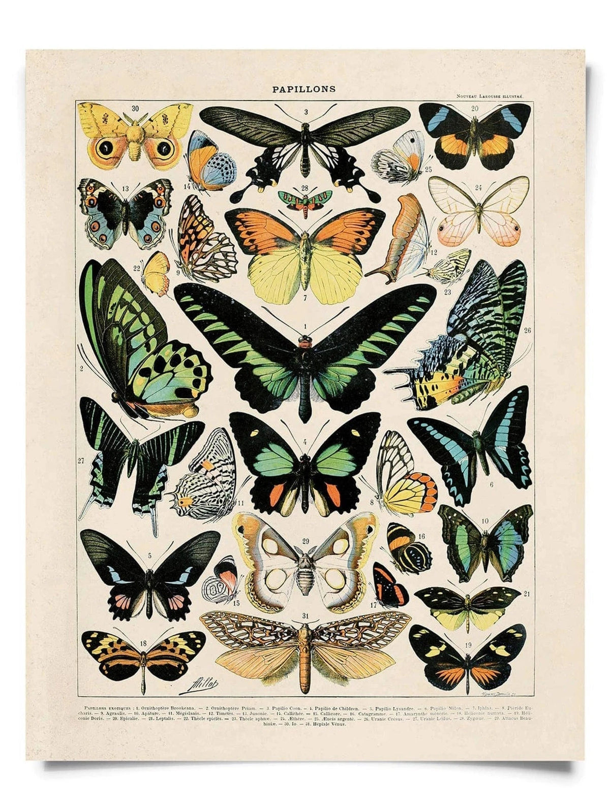 Vintage Millot Butterfly No.1 Print, 14" x 11"