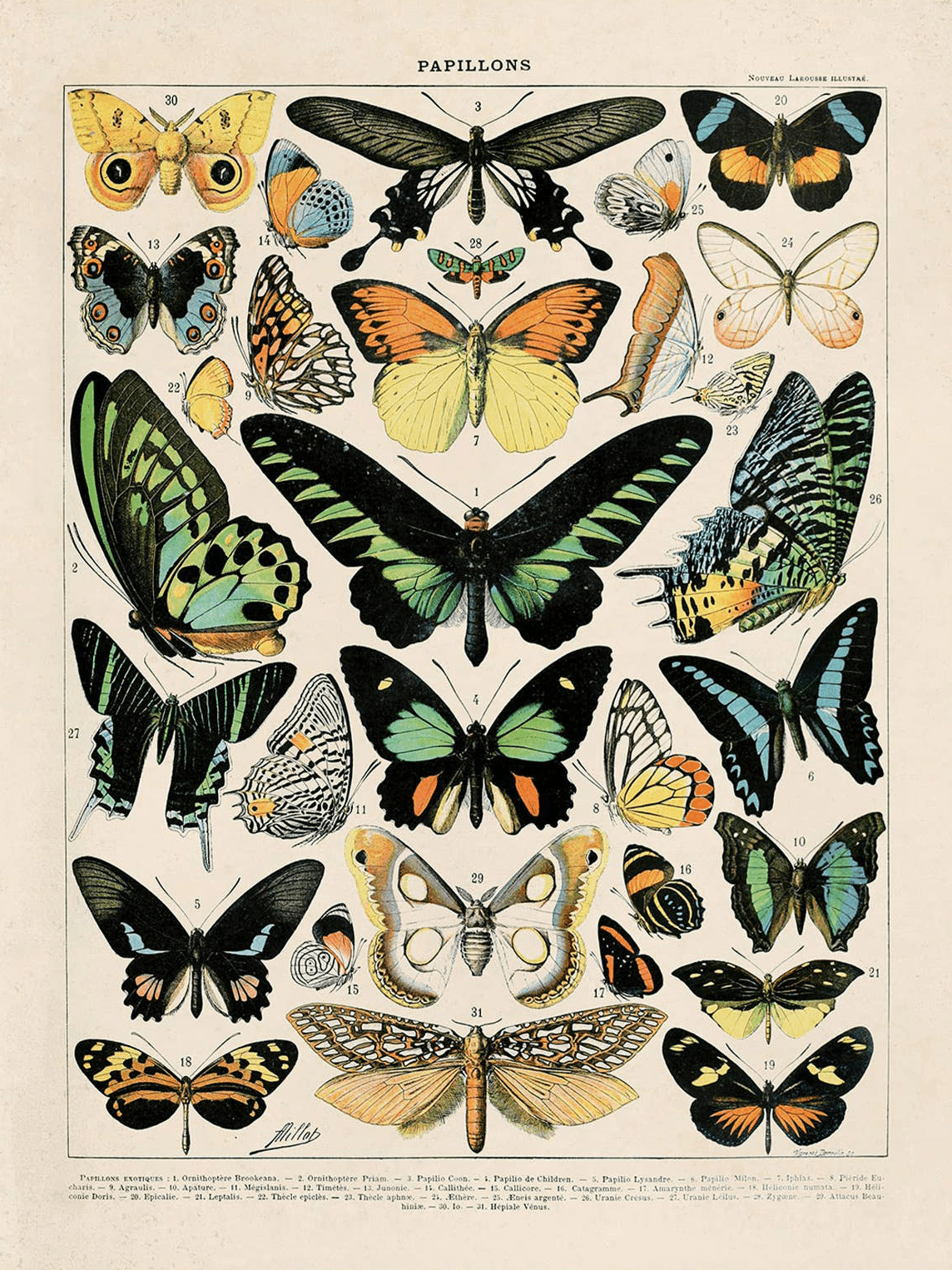 Curious Prints Giclee Print 11x14" (Unframed) Vintage Millot Butterfly No.1 Print