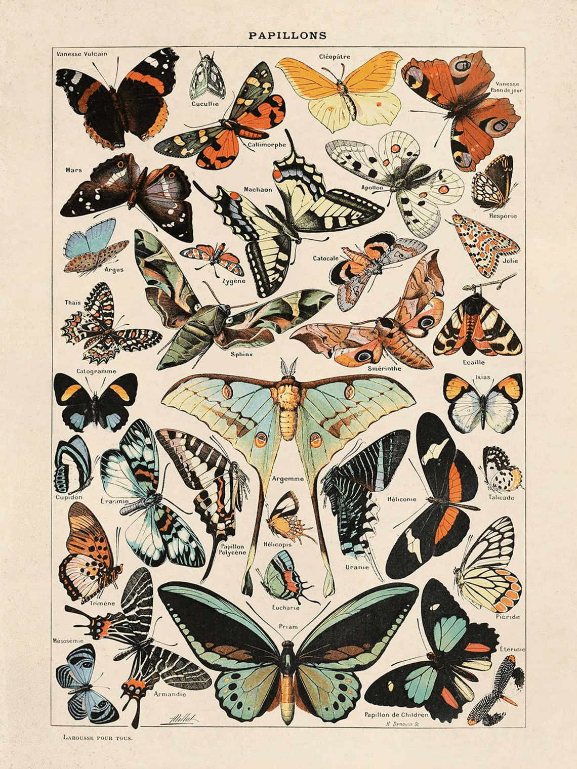 The Vintage Millot Butterfly No.3 Print by Curious Prints (14 x 11) showcases vibrant butterflies with detailed patterns on a cream background, each species labeled in French, capturing the charm of archival illustrations.