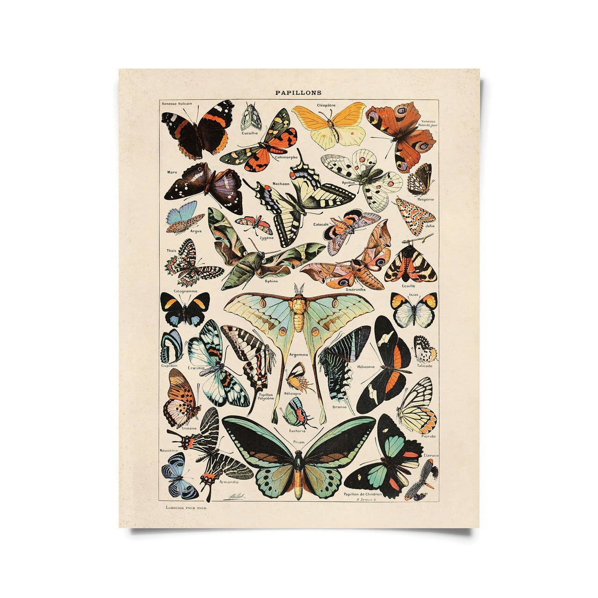 The Curious Prints Vintage Millot Butterfly No.3 Print (14 x 11) features colorful butterflies and moths labeled in French on cream archival paper with an aged look, inspired by Adolphe Millots vintage art.