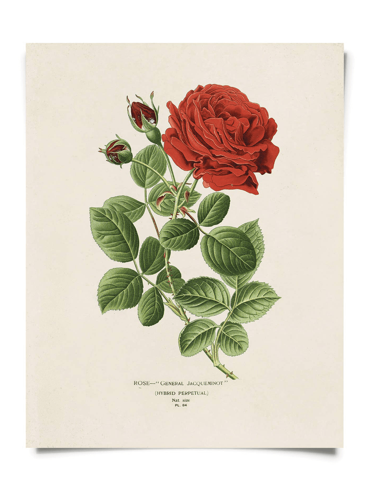 A detailed vintage botanical illustration of a red Jack rose with green leaves and buds on cream, printed on archival paper. Text below: Rose—General Jacqueminot (Hybrid Perpetual) No. 469. By Curious Prints, sizes available.