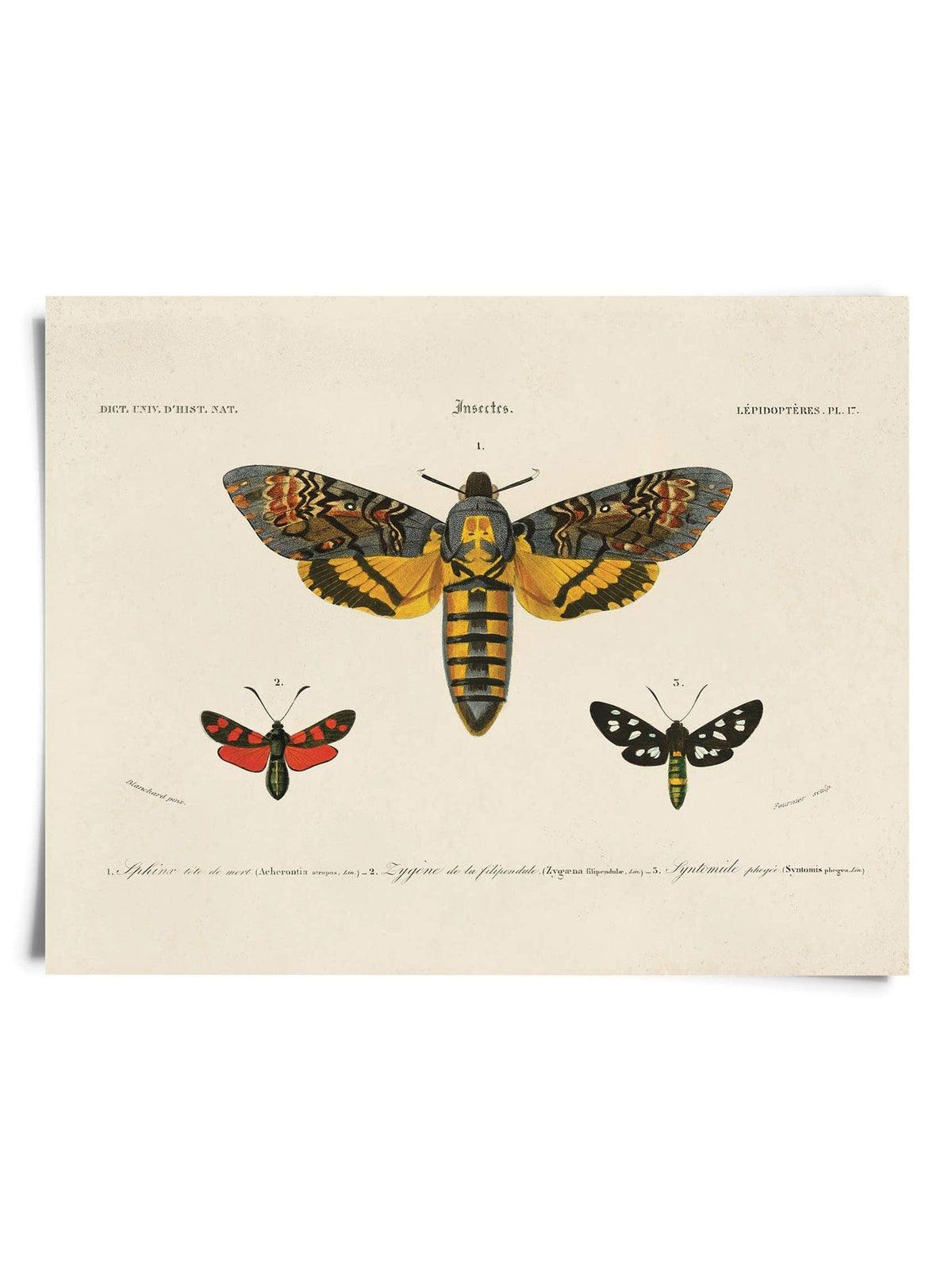 Curious Prints Giclee Print 8" x 10" Vintage d'Orbigny Sphinx Moth Insect Print