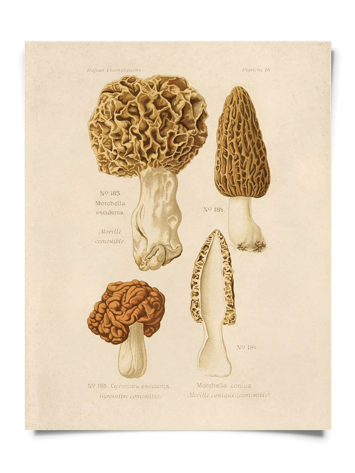 Curious Prints Vintage Morels Mushroom Print features detailed vintage illustrations of three morel mushrooms, with labeled scientific names and cross-sections, printed on archival paper. Available in multiple sizes.