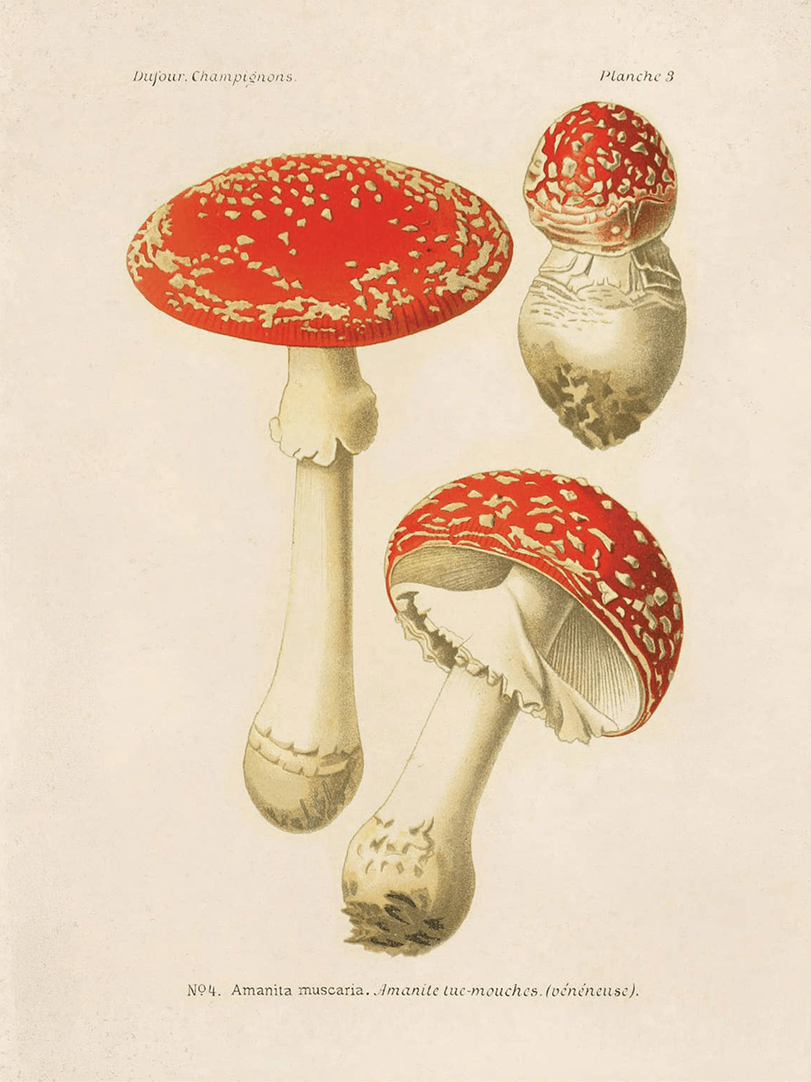 Vintage Magic Mushroom Print by Curious Prints features an elegant vintage-style illustration of Amanita muscaria mushrooms in various growth stages—mature, young with bulbous base, and partially open cap. Available in multiple sizes.