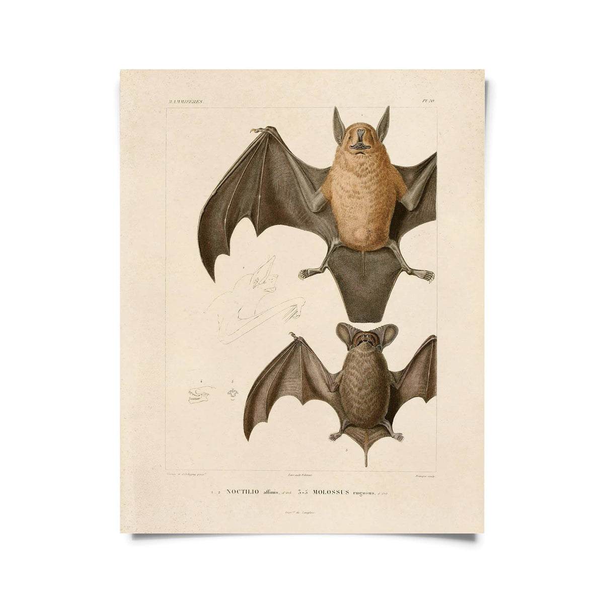 Curious Prints Giclee Print 8x10" (Unframed) Vintage Mexican Freetail Bat Print