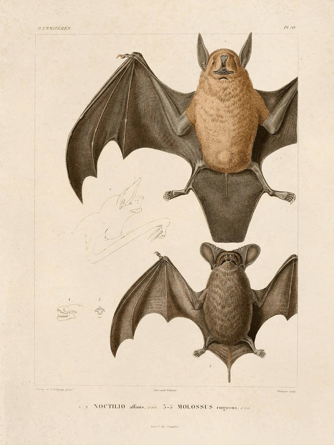 Curious Prints Giclee Print 8x10" (Unframed) Vintage Mexican Freetail Bat Print