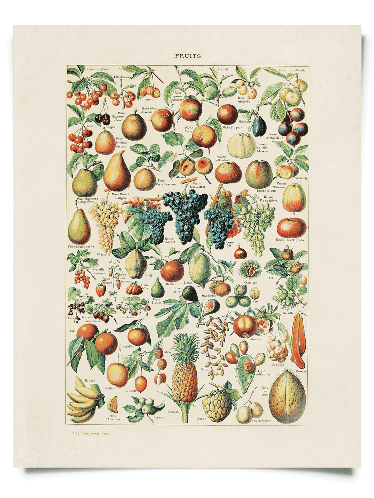 Vintage Botanical French Fruits Print, 14" x 11"