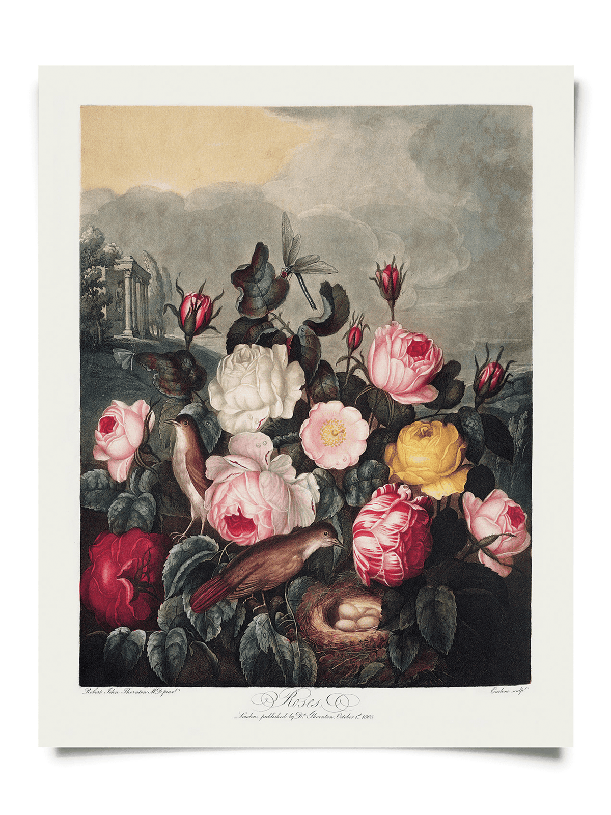 The Curious Prints Vintage Botanical Garden Roses Print (14 x 11) features colorful blooming roses, two birds with a nest of eggs, and distant classical ruins, inspired by vintage Temple of Flora botanical illustrations.