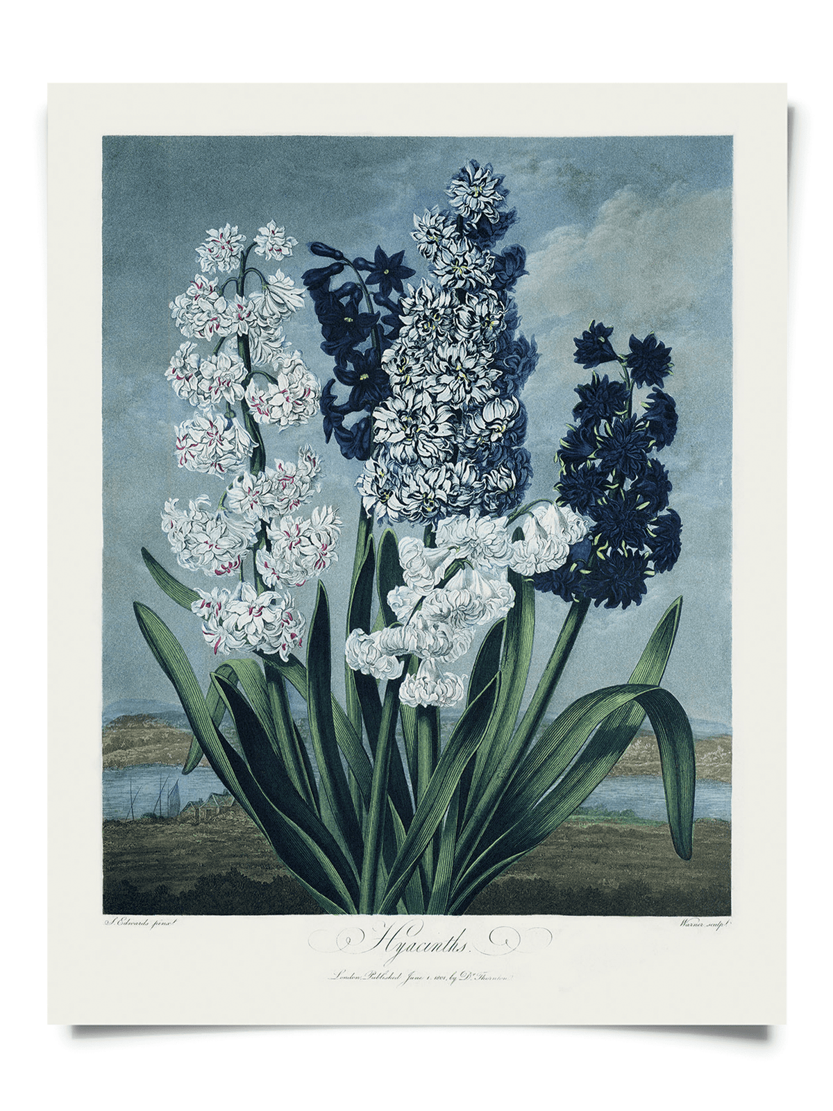 Curious Prints Giclee Print Vintage Botanical Hyacinths Flower Print