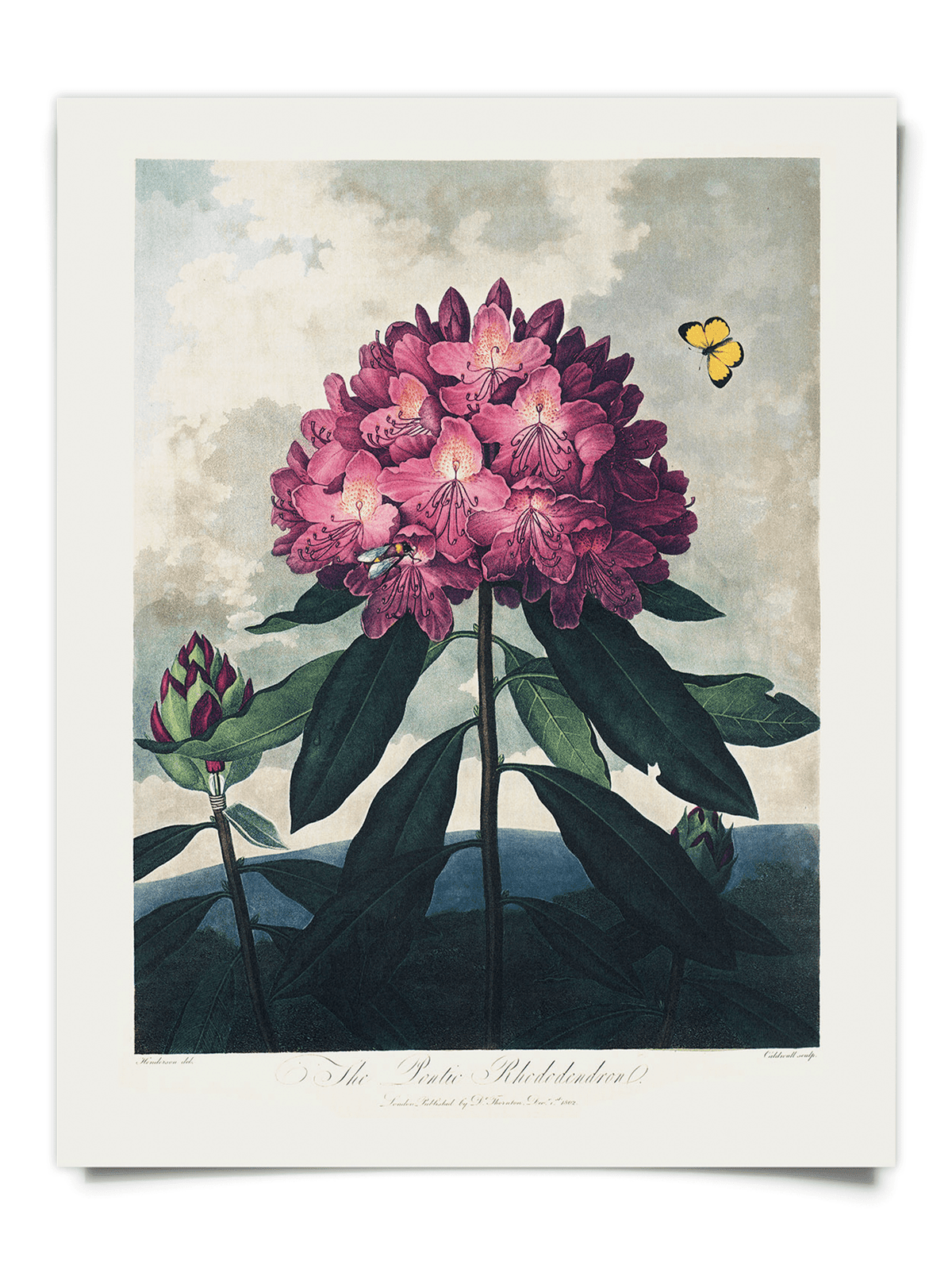 Curious Prints Giclee Print Vintage Botanical Rhododendron Bloom Print, 14" x 11"