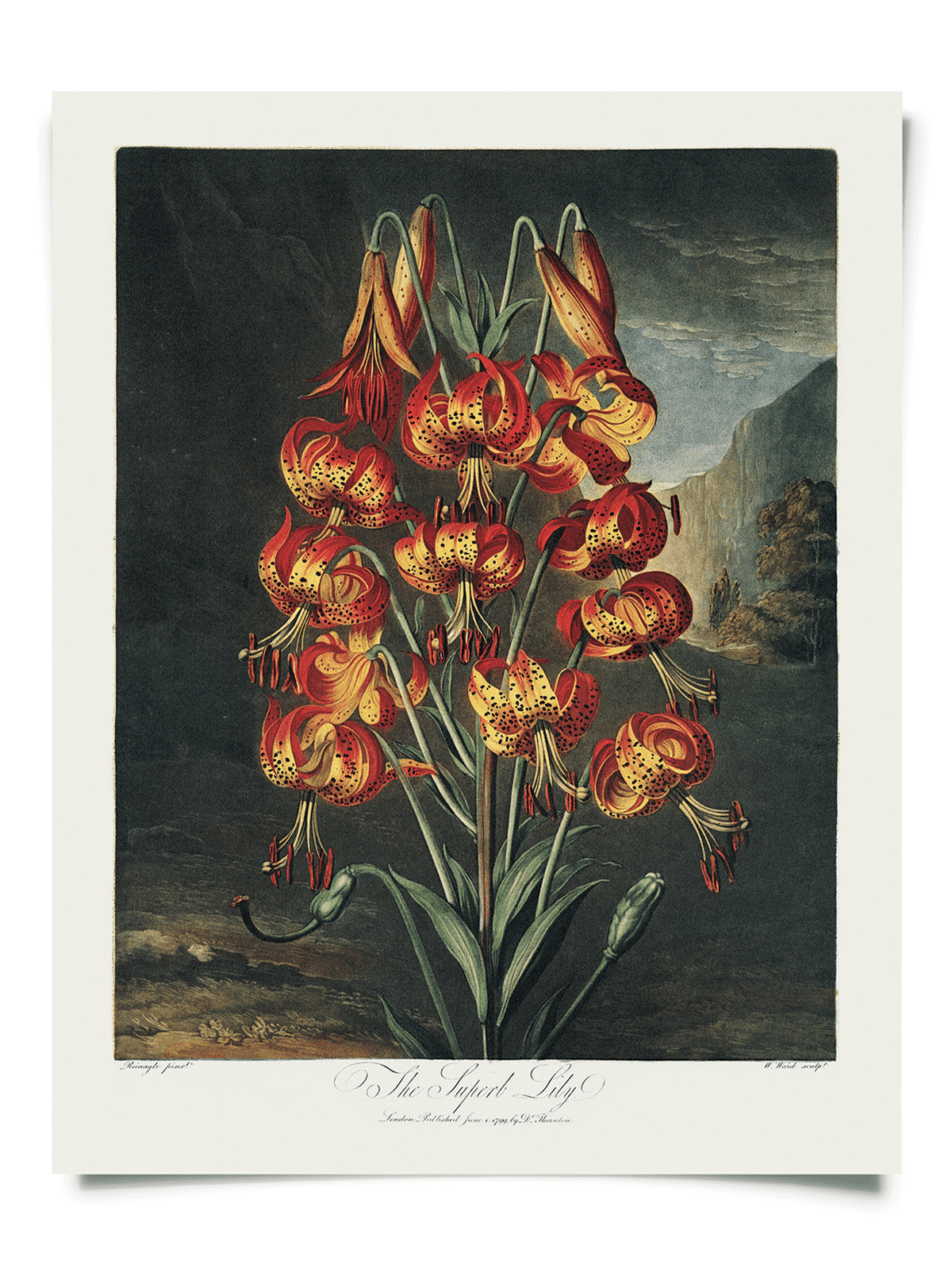 The Curious Prints Vintage Botanical Superb Lily Flower Print (14 x 11) features vivid red and yellow spotted blooms with curved petals against a dark mountain backdrop—a striking choice for vintage art lovers.