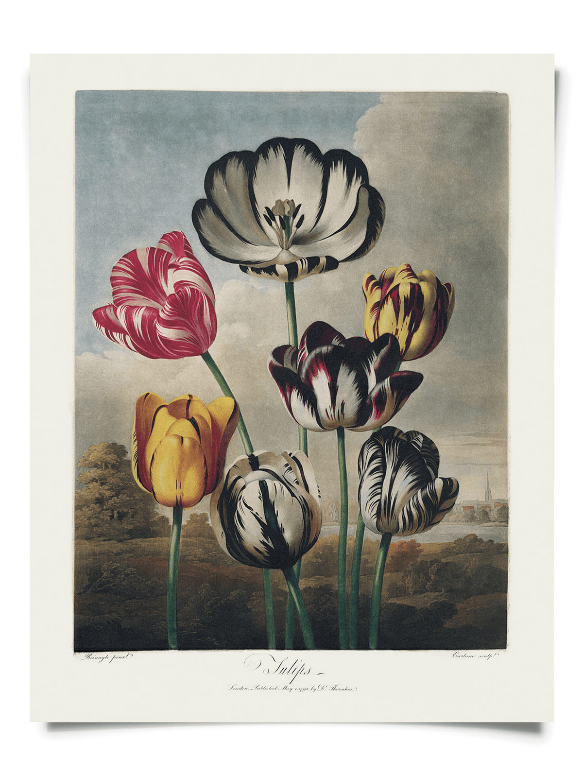 The Vintage Botanical Tulips Flower Print (14 x 11) by Curious Prints features six colorful tulips in a soft landscape, expertly reproduced for vintage art and flower book print enthusiasts.