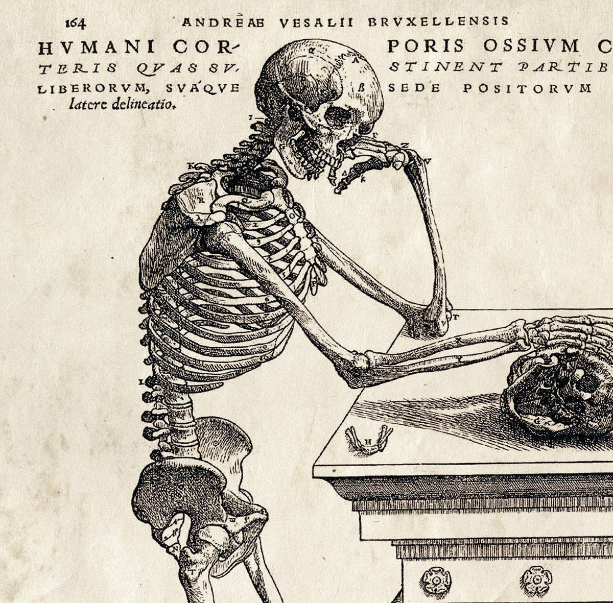 The Curious Prints Vintage Anatomy Skeleton Leaning Print (10 x 8) features a classic illustration of a seated skeleton, resting its skull on one hand while gazing at another skull, with Latin text displayed above and around the image.