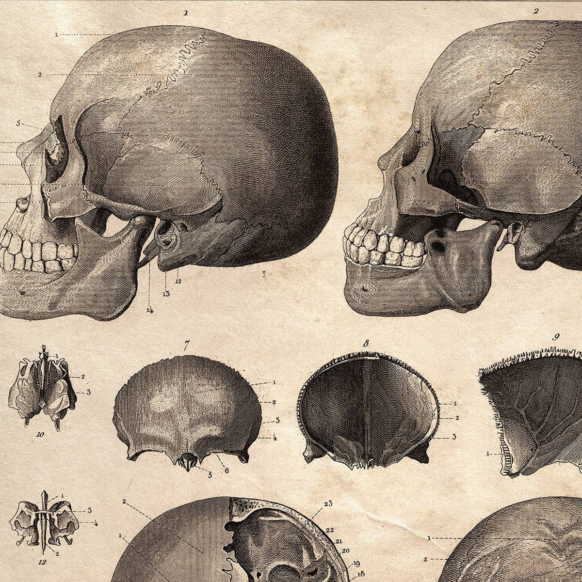 Curious Prints Vintage Anatomy Skull Diagram Print w/ optional frame: 10x8 / Print only