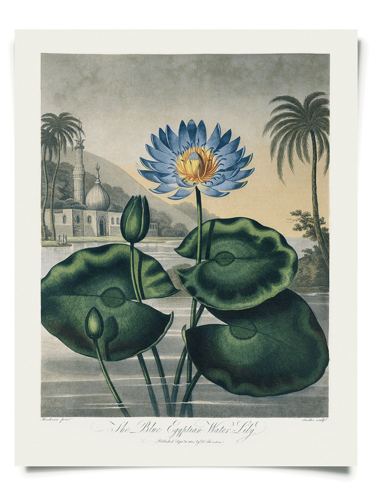 The Vintage Botanical Egyptian Water-Lily Print (14 x 11) by Curious Prints features a vibrant blue water lily with green leaves, set before a mosque and palm trees—ideal for flower books or Giclée-quality vintage art displays.