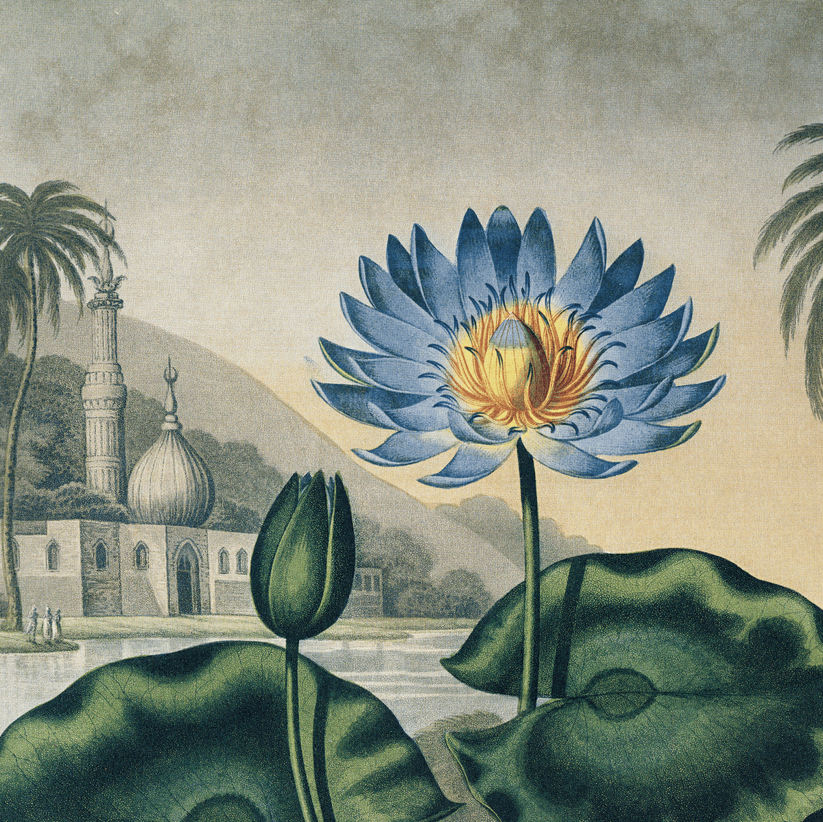The Curious Prints Vintage Botanical Egyptian Water-Lily Print (14 x 11) features a large blue lotus flower with green leaves, set before a mosque, palm trees, hills, and cloudy sky for a vintage-inspired look.