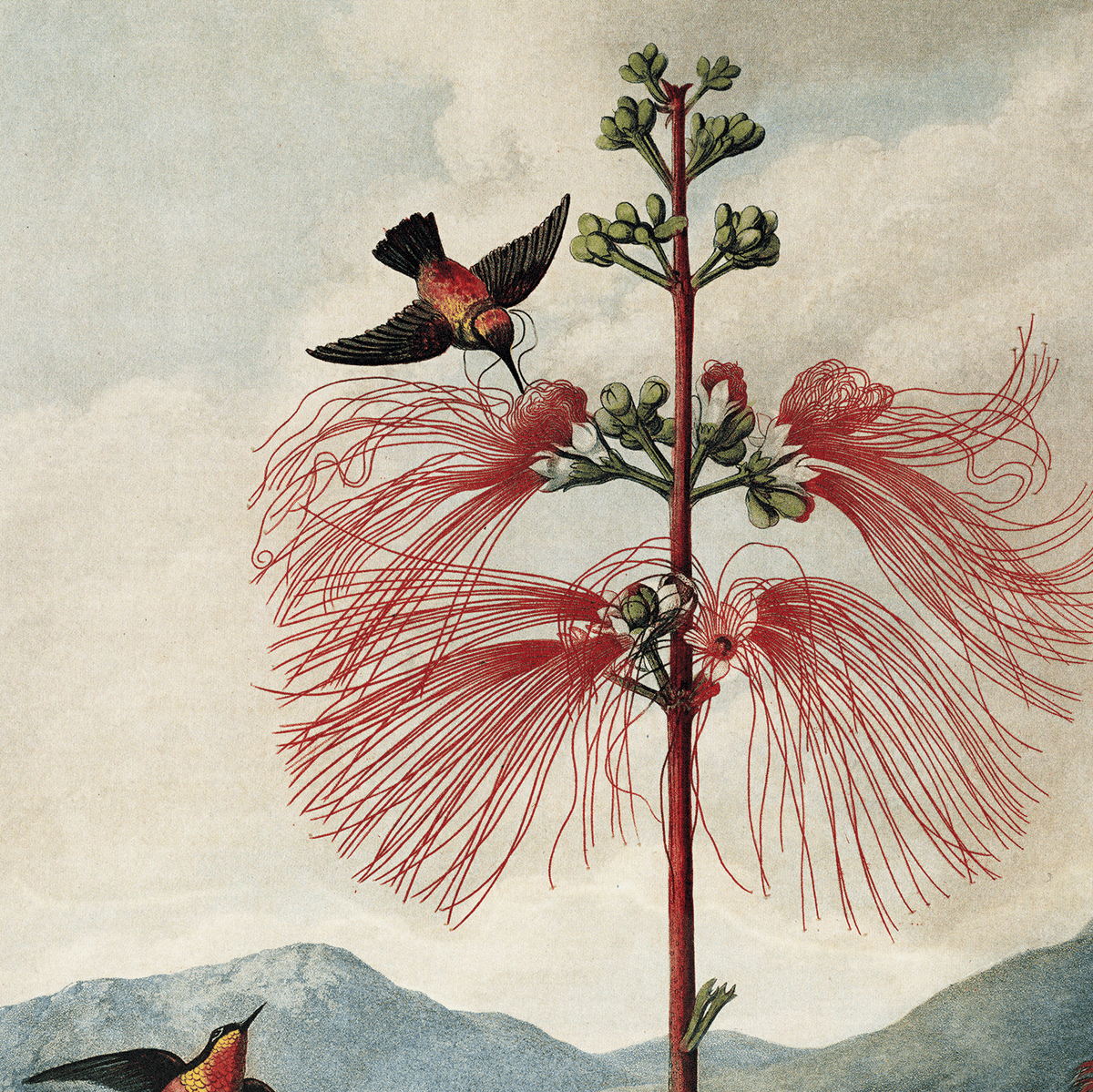 Curious Prints Vintage Botanical Flower & Hummingbird Print w/ frame option: 11x14 / Print Only