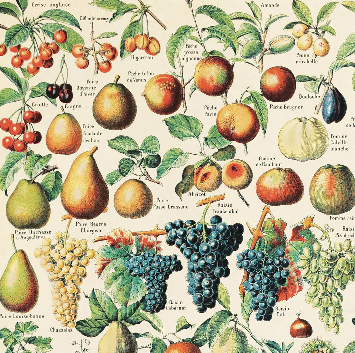 Curious Prints Vintage Botanical French Fruits Print w/ optional frame: 11x14 / Print Only
