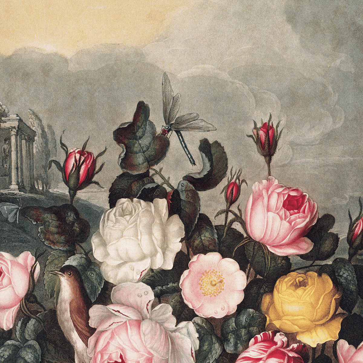 The Vintage Botanical Garden Roses Print by Curious Prints (14 x 11) features white, pink, and yellow roses with a bird and dragonfly, set against ancient ruins reminiscent of classic Temple of Flora art.