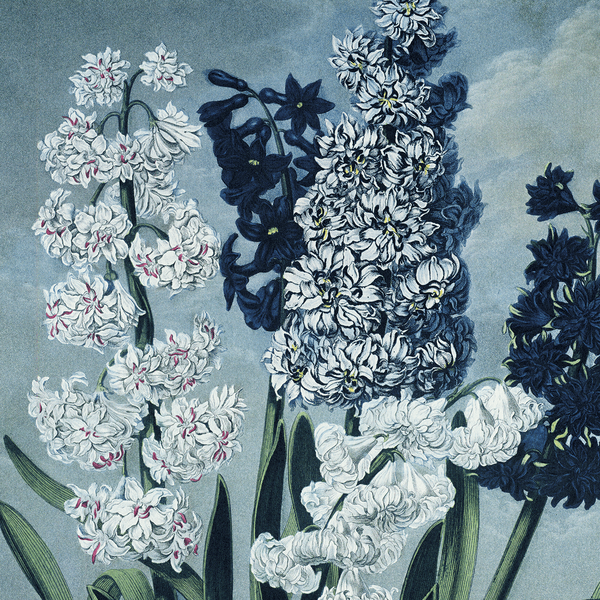 Curious Prints Vintage Botanical Hyacinths Flower Print w/ optional frame: 11x14 / Print Only