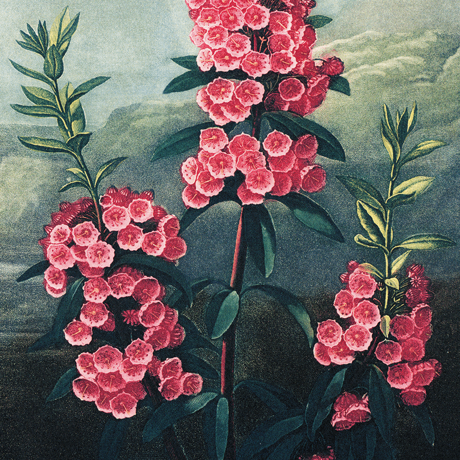 Curious Prints Vintage Botanical Mountain Laurel Print w/ optional frame: 11x14 / Print Only