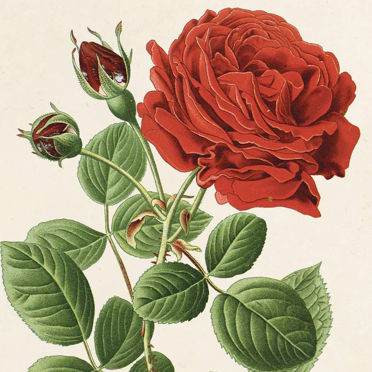 The Curious Prints Vintage Botanical Red Jack Rose Print features a detailed illustration of a blooming red rose with two rosebuds and green leaves, inspired by vintage art. Available in multiple sizes, its perfect for archival paper printing.