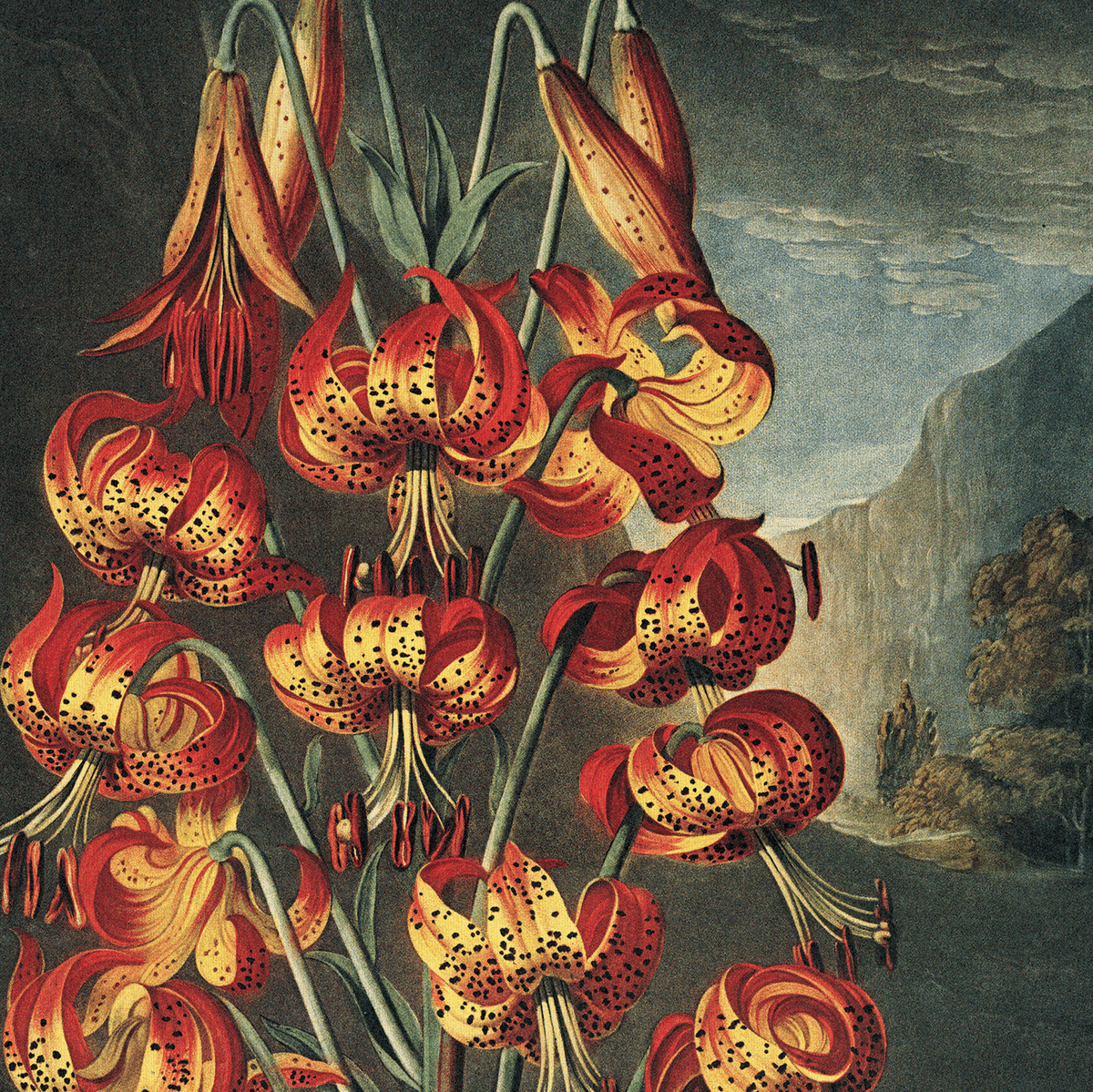 The Curious Prints Vintage Botanical Superb Lily Flower Print (14 x 11) features detailed red and yellow tiger lilies with speckled petals, perfect for flower books or as a high-quality vintage Giclée art reproduction.