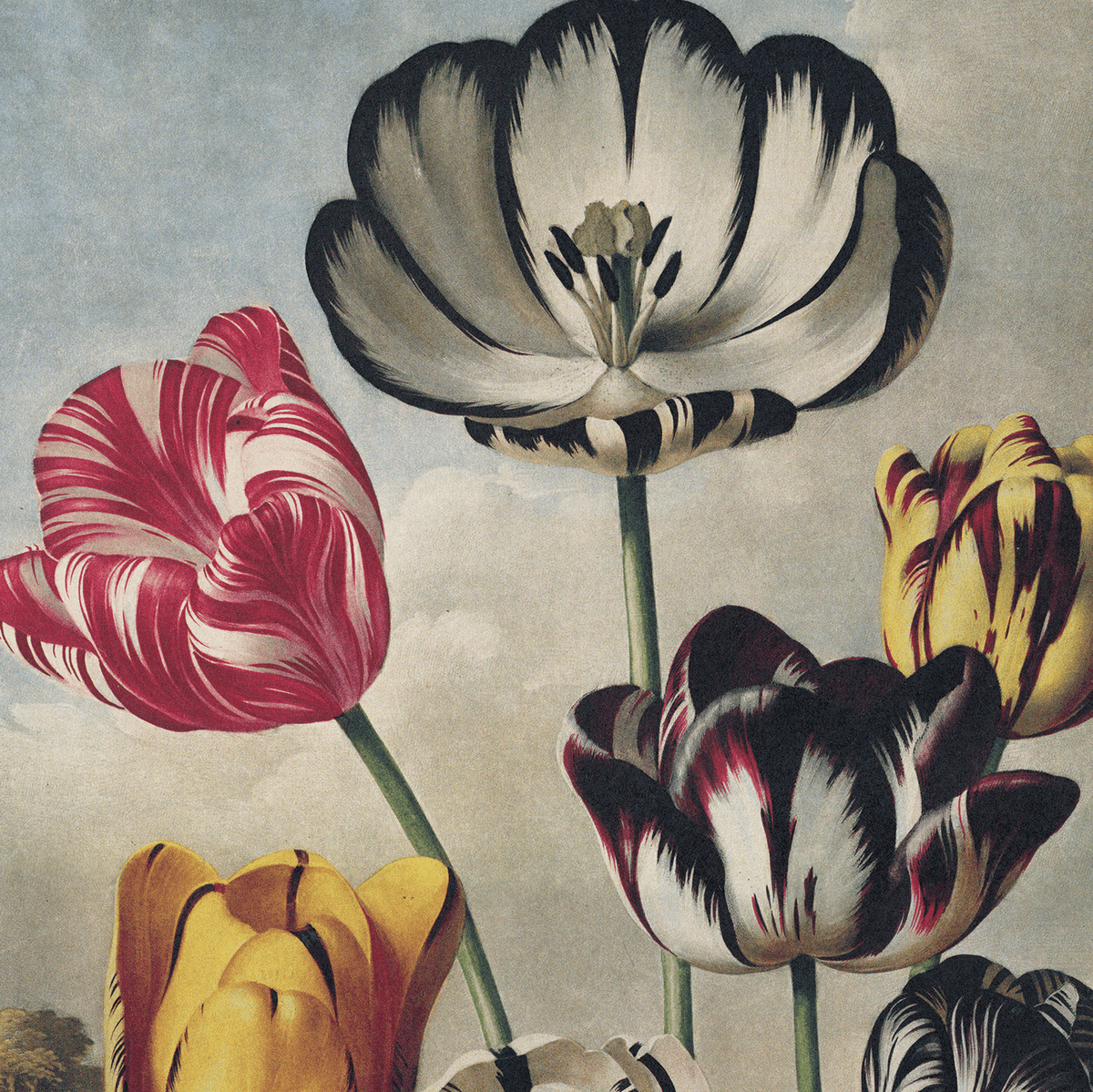 The Vintage Botanical Tulips Flower Print by Curious Prints features five large, striped tulips in yellow, red, white, black, and pink on a neutral background—perfect for flower book print lovers. Measures 14 x 11.