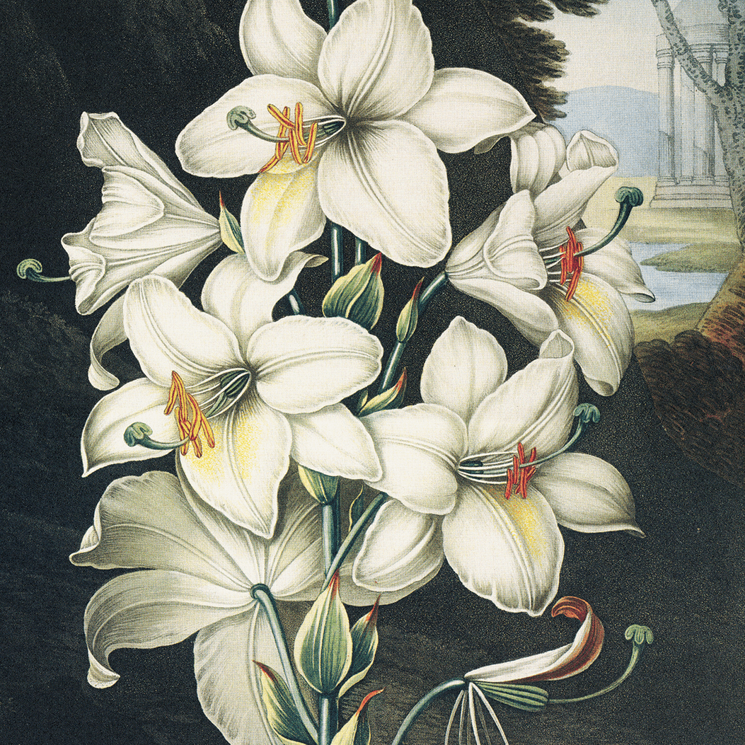 The Curious Prints Vintage Botanical White Lily Bloom Print (14 x 11) features white lilies with green stems and orange stamens on a dark, vintage-inspired background reminiscent of Temple of Flora art.