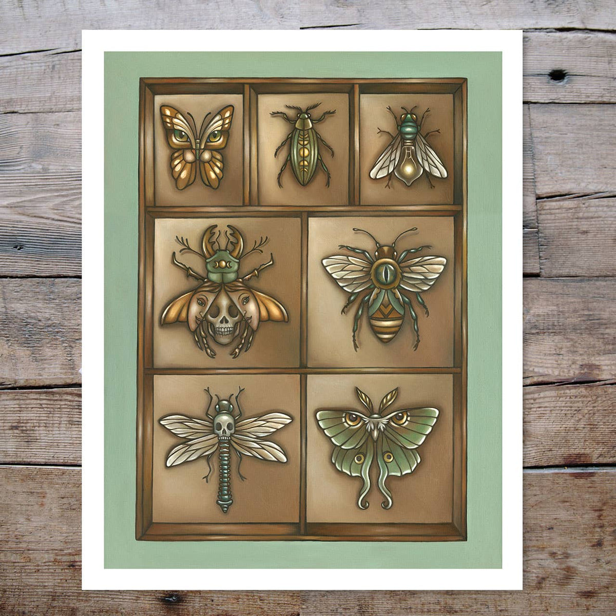 Faina Lorah Insect Collection Art Print