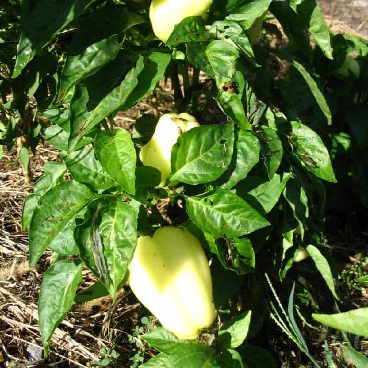 A Capsicum annuum plant with pale yellow Albino Bullnose peppers grows among green leaves, nurtured from Sow the Magics Non-GMO Albino Bullnose Pepper Tarot Garden Seed Packet, surrounded by straw and soil.