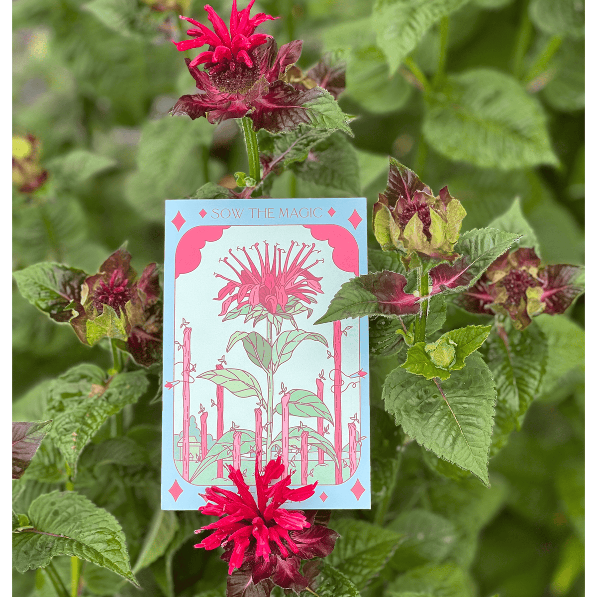 A Sow the Magic Bee Balm Tarot Garden Seed Packet is held among vibrant red Monarda didyma flowers and lush green leaves, blending with garden plants—an eye-catching pollinator attractor.