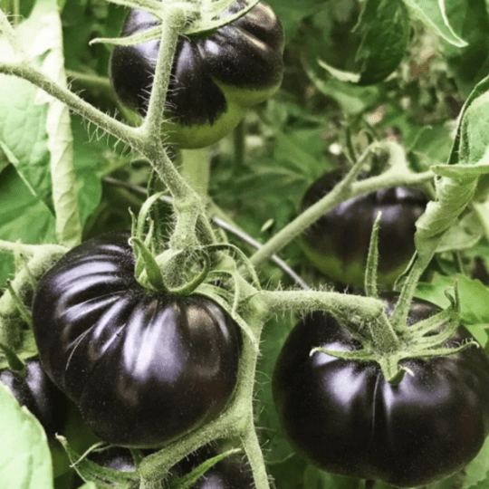 Several large, shiny Black Beauty tomatoes from Sow the Magics Black Beauty Tomato Tarot Garden Seed Packet grow on a leafy vine. Started from organic seeds, these dark purple-black fruits are rich in antioxidants for a nutritious harvest.