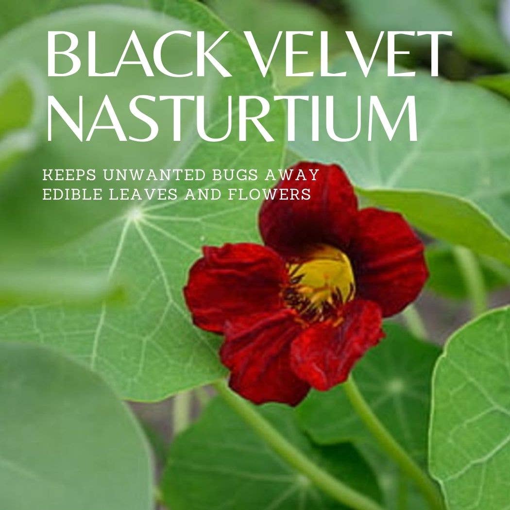 A Black Velvet Nasturtium from Sow the Magic’s Tarot Garden Seed Packet features deep red blooms with yellow centers and green leaves. Edible flowers and leaves; naturally repels pests. Grown from organic seeds.