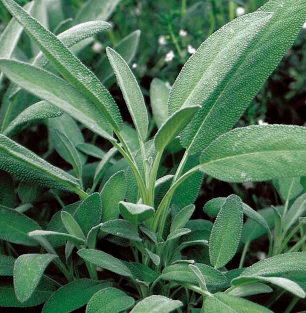Close-up of Broadleaf Sage from Sow the Magic’s Tarot Garden Seed Packet, featuring densely growing, elongated grayish-green leaves—ideal for culinary use.